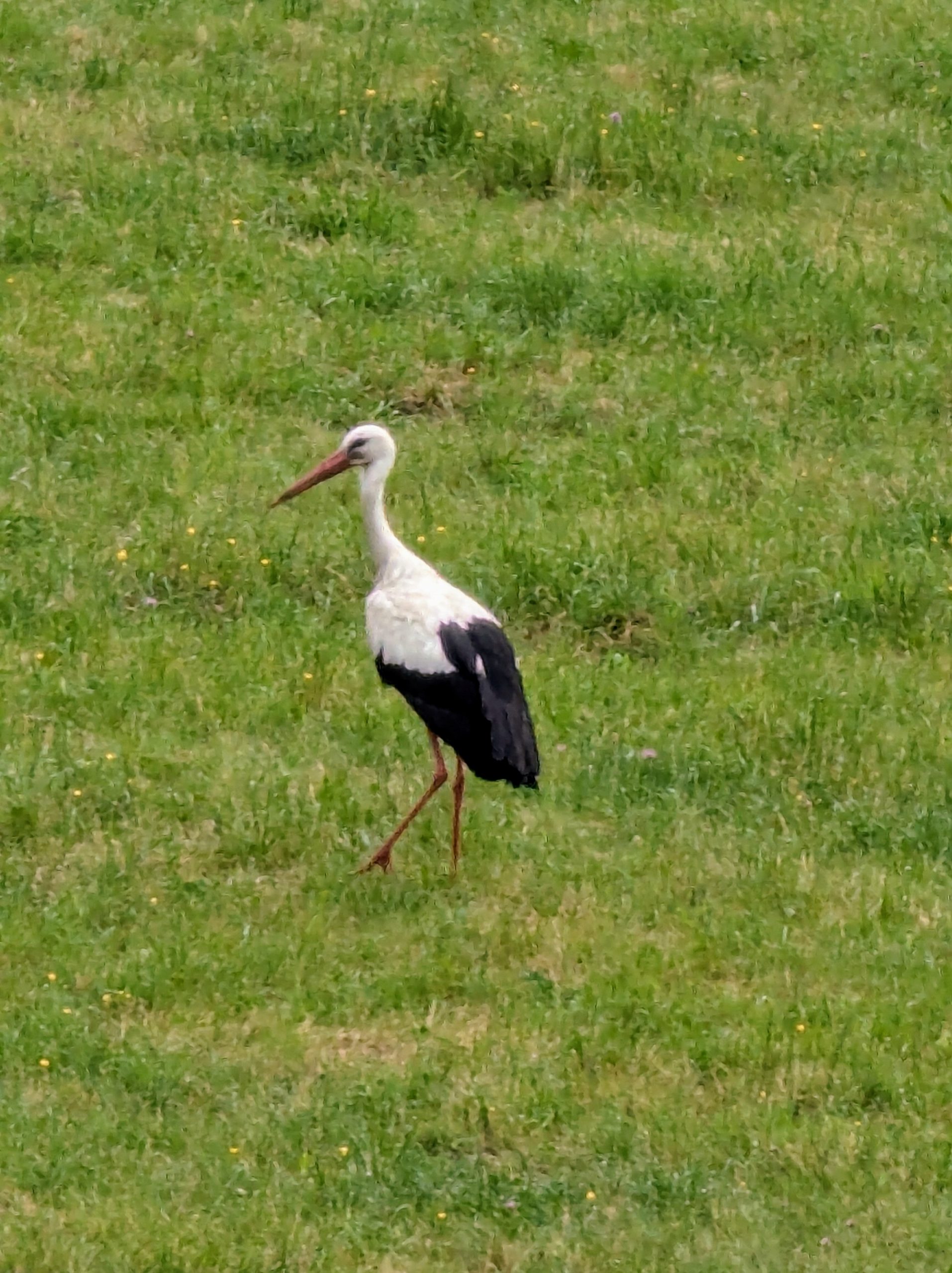 THANN / Auxiliaire de vie